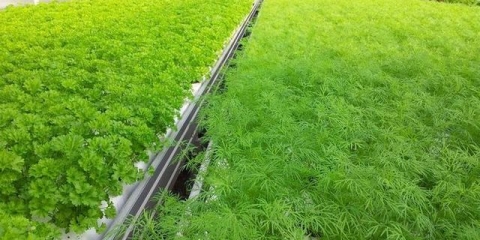 Kako posaditi kopar i peršun na selu